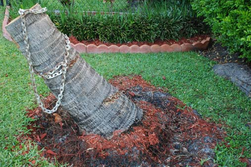 Tree Removal Services Palm Beach County, Florida